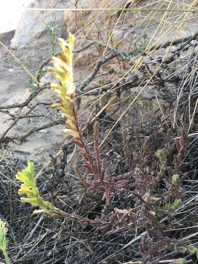 Neobartsia serrata, photographed by Matt Berger