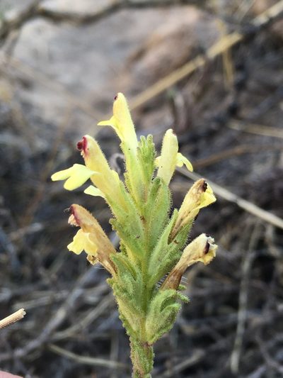 Neobartsia serrata, photographed by Matt Berger