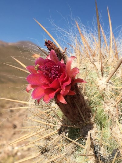 Oreocereus leucotrichus, photographed by Matt Berger