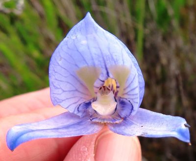 Disa purpurascens, photographed by linkie