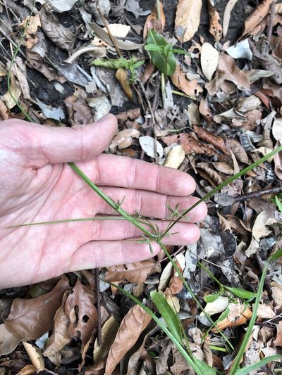 Cyperus trinervis, photographed by Greg Tasney