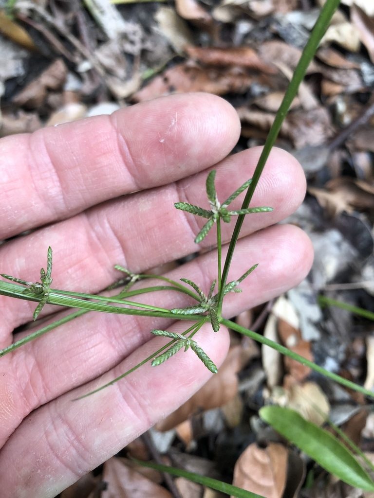 Cyperus trinervis, photographed by Greg Tasney