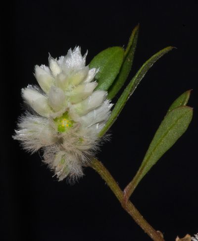 Ptilotus humilis, photographed by T. Hammer