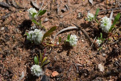 Ptilotus humilis, photographed by T. Hammer