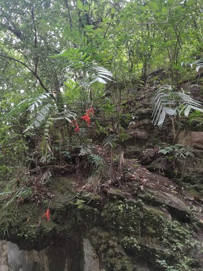 Chamaedorea microspadix, photographed by Juan Carlos Pérez Magaña