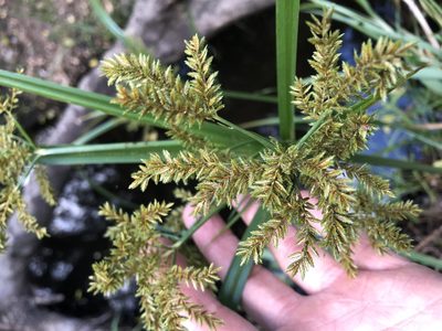 Cyperus exaltatus, photographed by Greg Tasney
