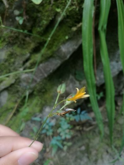 Echeandia reflexa, photographed by Juan Carlos Pérez Magaña
