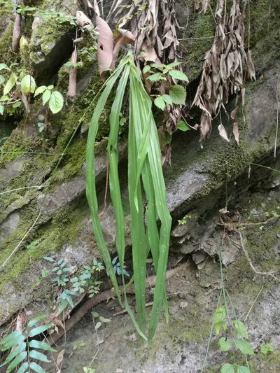 Echeandia reflexa, photographed by Juan Carlos Pérez Magaña
