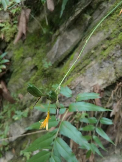 Echeandia reflexa, photographed by Juan Carlos Pérez Magaña