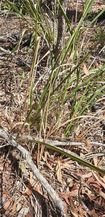 Dianella brevipedunculata, photographed by Nick Swanson