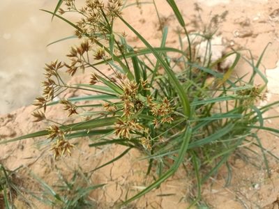 Rhynchospora corymbosa, photographed by Ong Jyh Seng