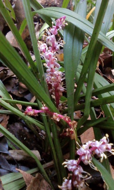 Reineckea carnea, photographed by Takashi KOIKE