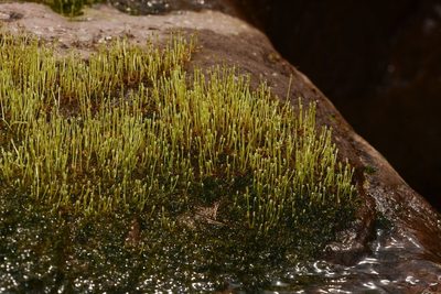 Dalzellia ceylanica, photographed by S.MORE