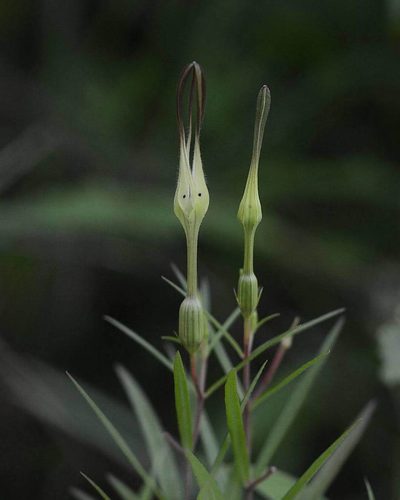 Ceropegia anantii, photographed by S.MORE