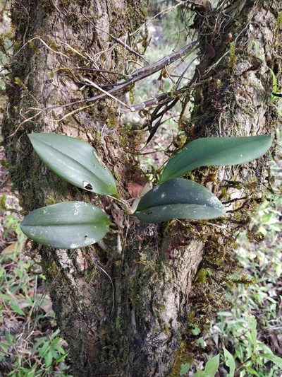 Sirhookera latifolia, photographed by S.MORE