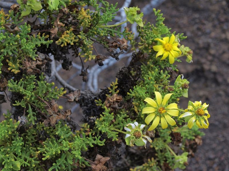 Lecocarpus pinnatifidus, photographed by Jim Morefield