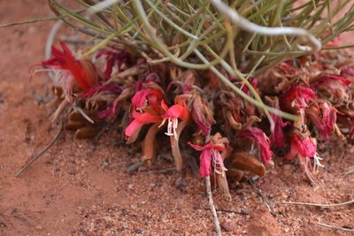 Leptosema chambersii, photographed by T. Hammer