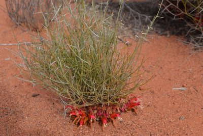 Leptosema chambersii, photographed by T. Hammer