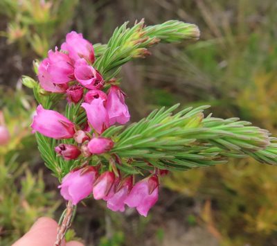 Erica axilliflora, photographed by linkie