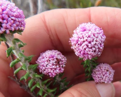 Stoebe cyathuloides, photographed by linkie