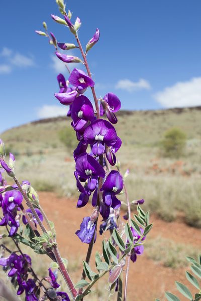 Swainsona maccullochiana, photographed by T. Hammer