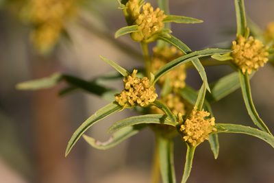 Flaveria trinervia, photographed by Kym Nicolson