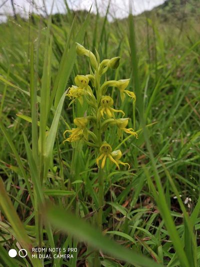 Habenaria marginata, photographed by S.MORE