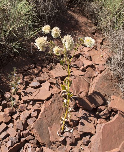 Ptilotus auriculifolius, photographed by T. Hammer