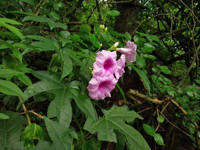 Ipomoea mauritiana, photographed by S.MORE