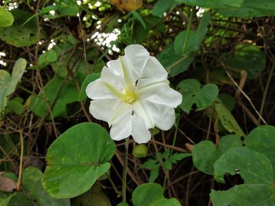 Rivea hypocrateriformis, photographed by S.MORE