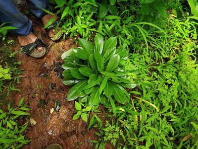 Euphorbia fusiformis, photographed by S.MORE