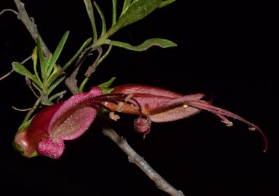 Eremophila decipiens, photographed by T. Hammer