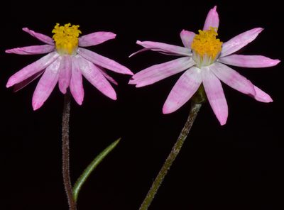 Lawrencella rosea, photographed by T. Hammer