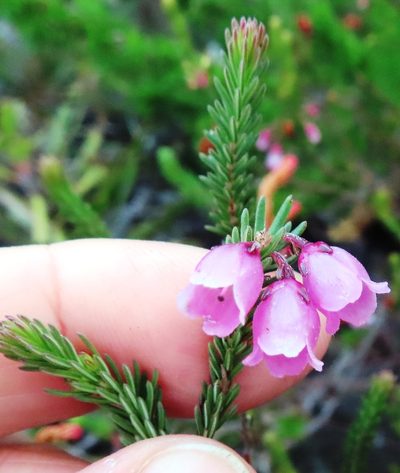 Erica axilliflora, photographed by linkie