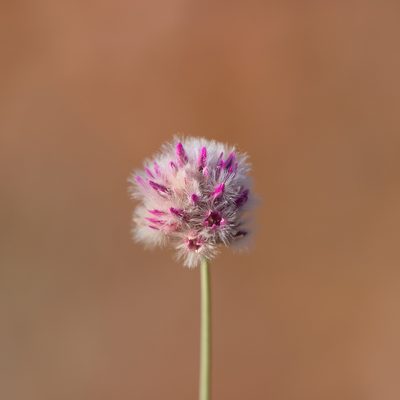 Ptilotus schwartzii, photographed by Kym Nicolson