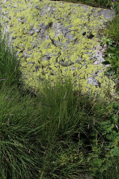 Alopecurus ponticus, photographed by Dmitriy Bochkov