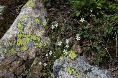 Pseudocherleria imbricata, photographed by Dmitriy Bochkov