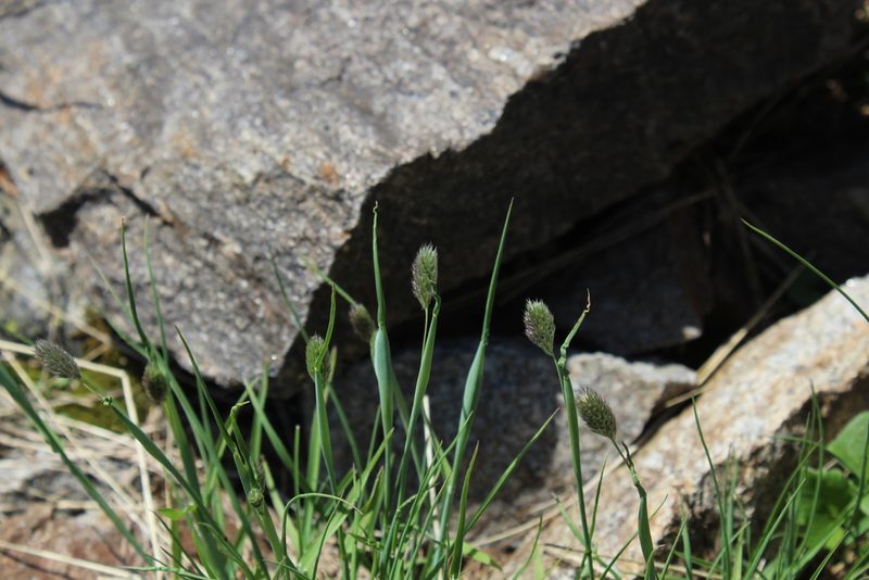 Alopecurus glacialis, photographed by Dmitriy Bochkov