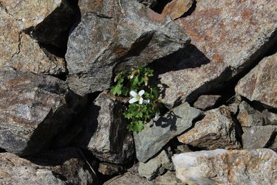 Saxifraga sibirica, photographed by Dmitriy Bochkov
