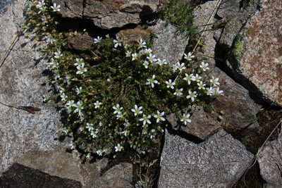 Pseudocherleria imbricata, photographed by Dmitriy Bochkov