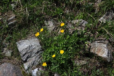 Potentilla ruprechtii, photographed by Dmitriy Bochkov