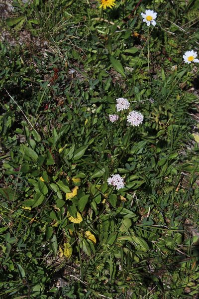 Valeriana alpestris, photographed by Dmitriy Bochkov