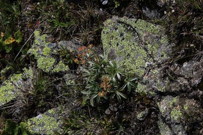 Alchemilla sericea, photographed by Dmitriy Bochkov