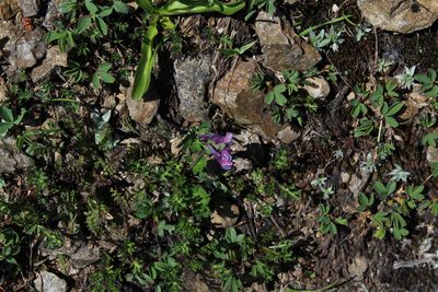Corydalis conorhiza, photographed by Dmitriy Bochkov