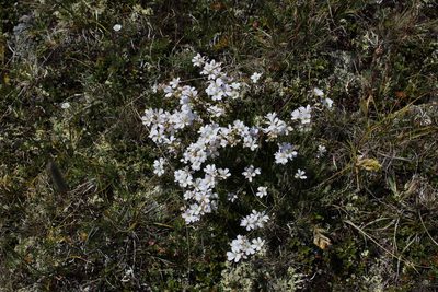 Gypsophila tenuifolia, photographed by Dmitriy Bochkov