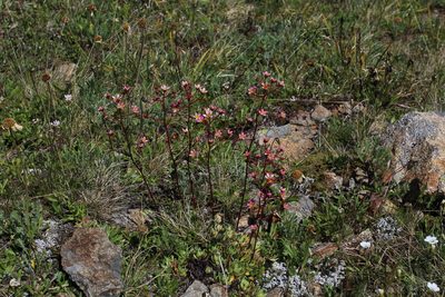 Saxifraga kolenatiana, photographed by Dmitriy Bochkov