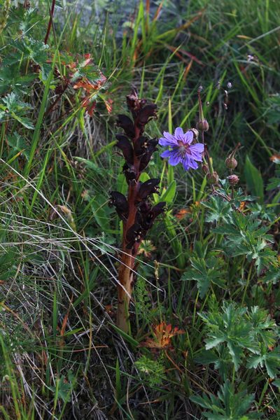 Orobanche gamosepala, photographed by Dmitriy Bochkov