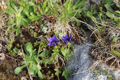 Gentiana dshimilensis, photographed by Dmitriy Bochkov