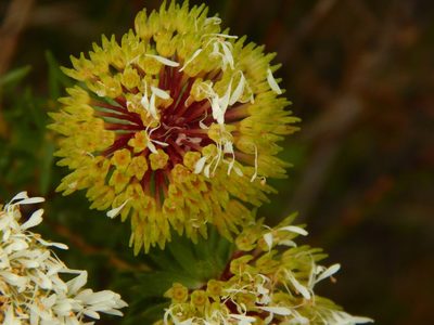 Agathosma bifida, photographed by melda