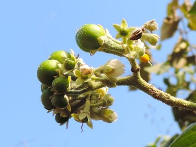 Solanum hazenii, photographed by Francisco Farriols Sarabia